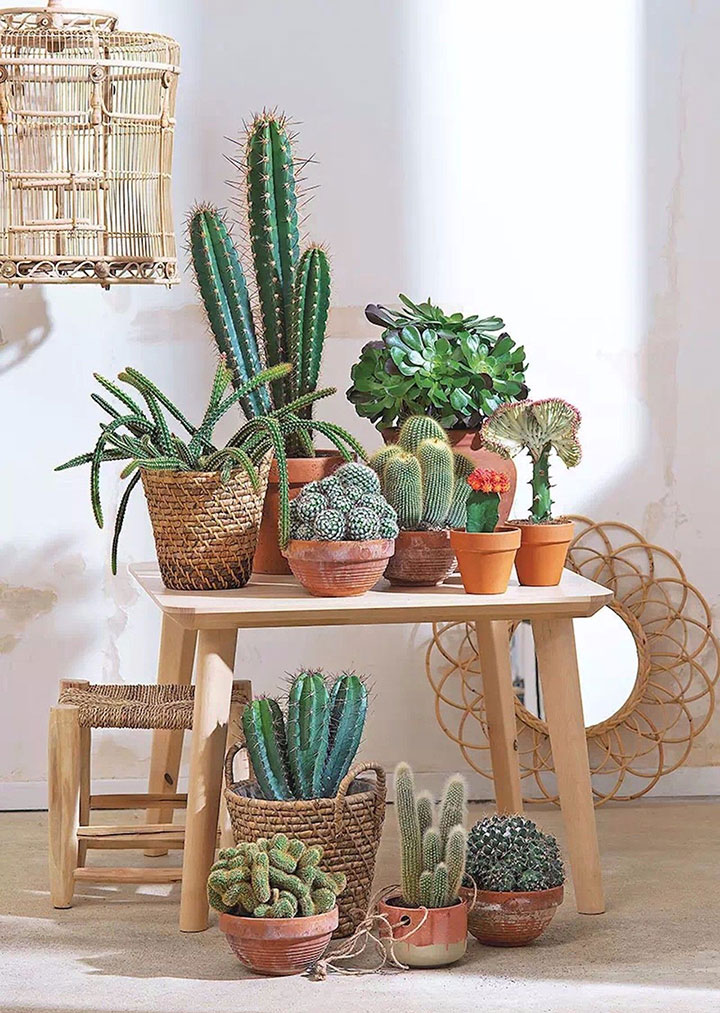 Cómo decorar con cactus artificiales