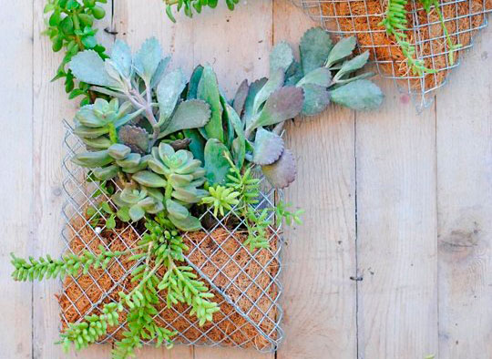 macetero de pared para plantas suculentas
