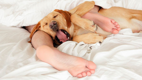 Dormir con las mascotas interrumpe el sueño en la cama