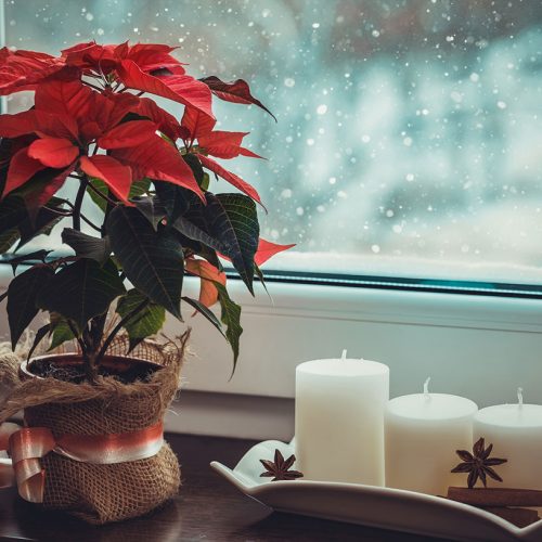 Cómo cuidar la planta de Navidad o Flor de Pascua