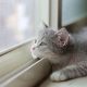 Mosquitera de ventana para gatos