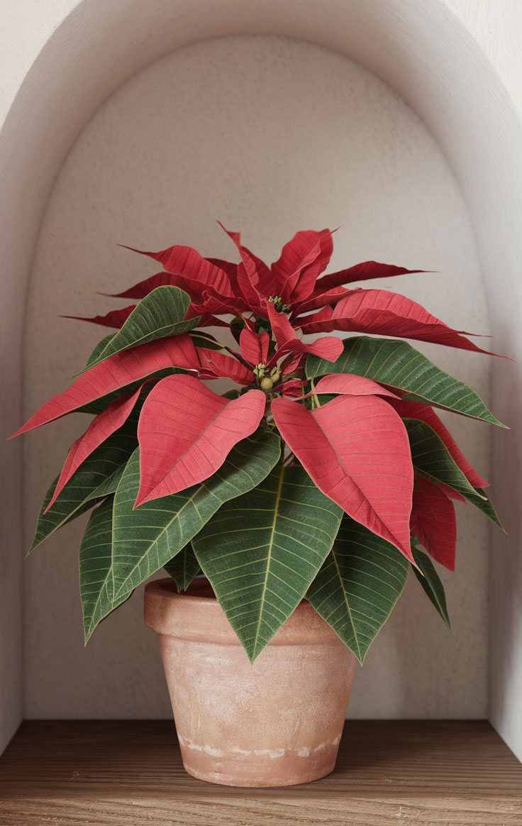 Cuidados de la Flor de Pascua de Navidad para que dure un año