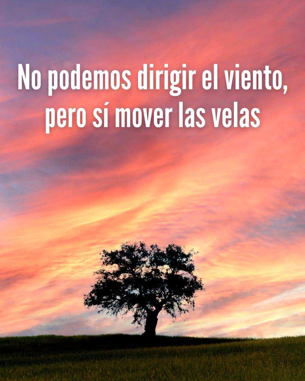 Frases bonitas de la vida: No podemos dirigir el viento, pero sí mover las velas
